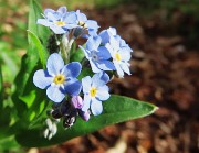 Spettacolo di fiori ai prati della Pigolotta di Valtorta-12apr24  - FOTOGALLERY